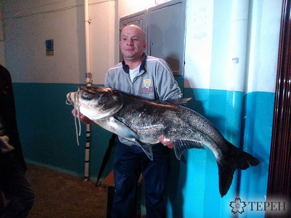 Тернопольский рыбак вытянул из ставка "монстра"