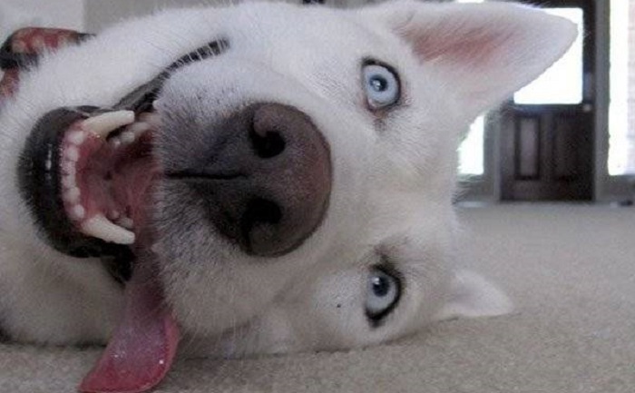 20 веселых фото собак, которые заставят вас улыбаться