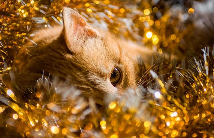 50 лучших фотографий кошек за всю историю человечества