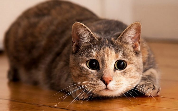 50 лучших фотографий кошек за всю историю человечества