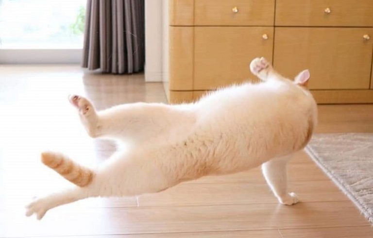 https://vsenovosti.net/wp-content/uploads/2018/02/images_img_9_03_4cot-acrobat-768x490.jpg