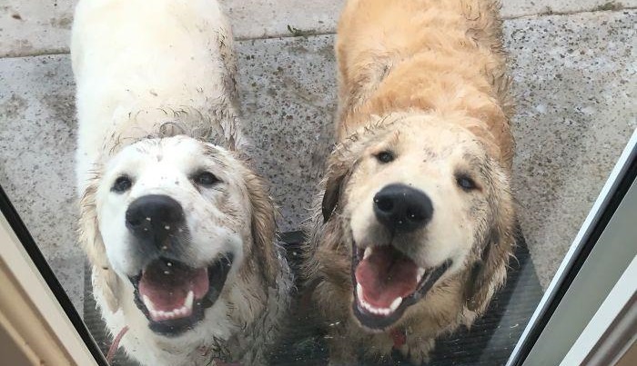Собаки, которые зря были отпущены с поводка, 25 фото