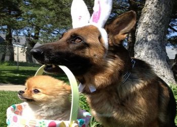 Эти милейшие создания — животные, 30 фото