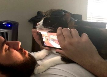 20 животных, чьи проделки достойны восхищения