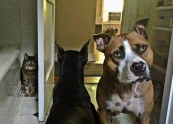 Коты — это весело: 100 самых смешных фото с просторов интернета