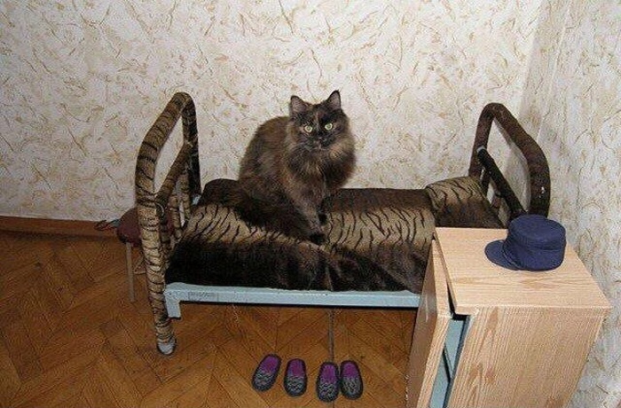 Коты - это весело: 100 самых смешных фото с просторов интернета