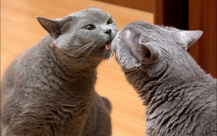 Коты - это весело: 100 самых смешных фото с просторов интернета