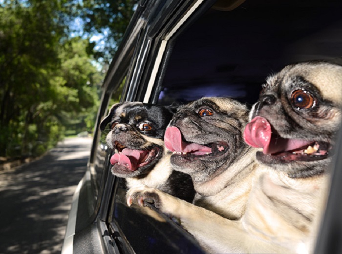 75 смешных собак, которые поднимут вам настроение