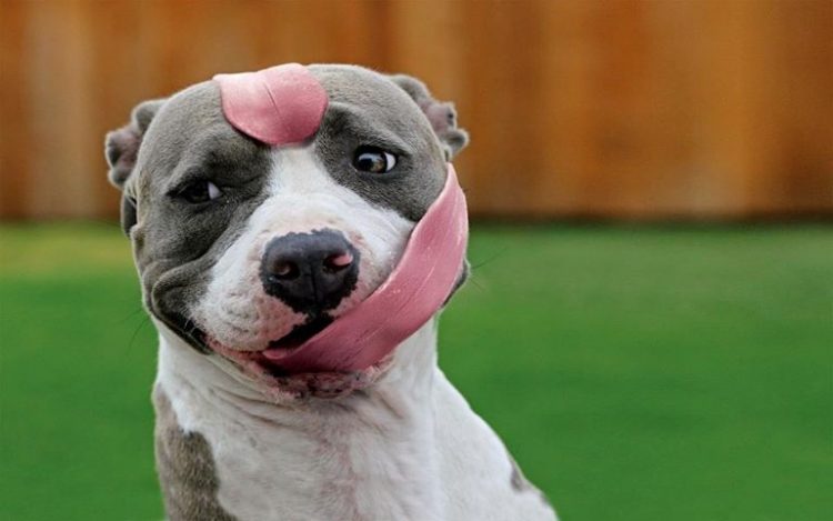 75 смешных собак, которые поднимут вам настроение