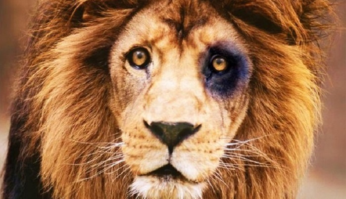 Большие кошки: 20 смешных фото львов и тигров