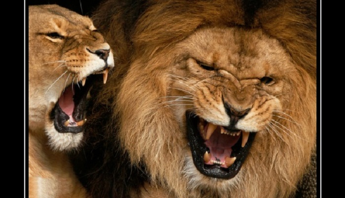 Большие кошки: 20 смешных фото львов и тигров