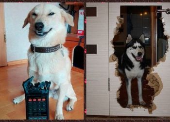 Собаки проказники