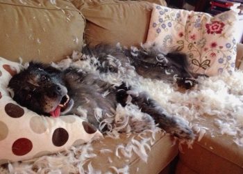 Остается лишь понять и простить: 40 смешных проделок собак