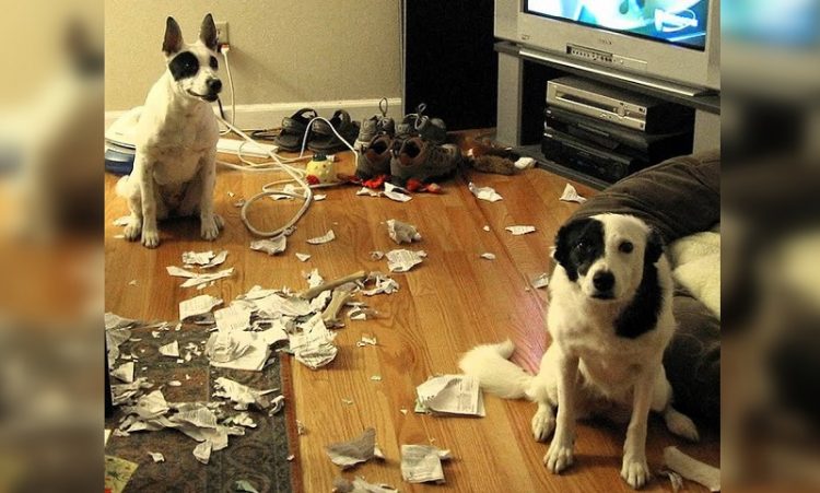 Остается лишь понять и простить: 40 смешных проделок собак