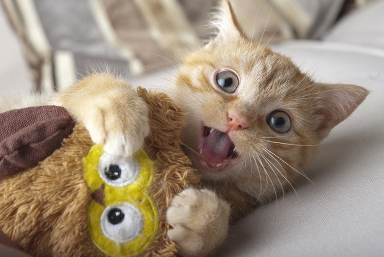 Забавные снимки животных с их любимыми игрушками