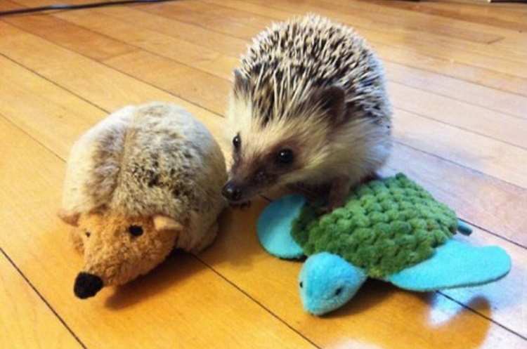 Забавные снимки животных с их любимыми игрушками