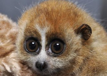 Medlennyy lori_samyye opasnyye zhivotnyye s vidu bezobidnyye